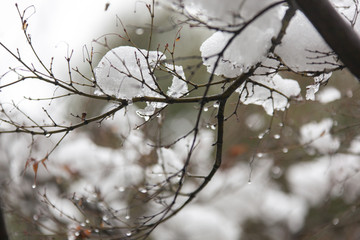 冰雪树梢