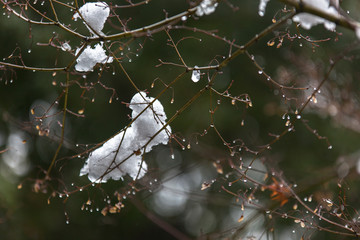 冰雪树梢