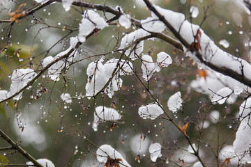 冰雪树梢