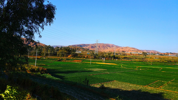 田野