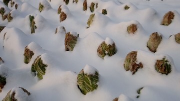 雪地大白菜田