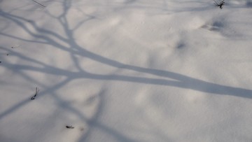 雪地树枝阴影