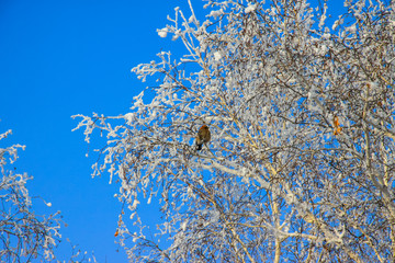 冬季白桦树枝