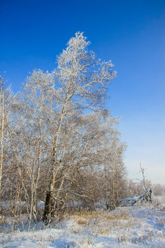 雪原白桦树雾淞