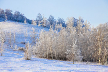 冬季雪原白桦林