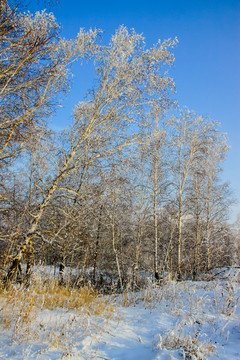 冬季白桦林