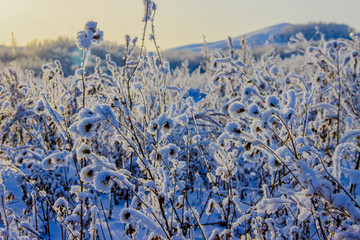 冬季挂雪的树枝