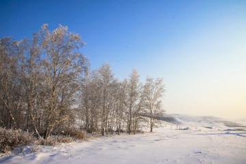 冬季傍晚白桦林