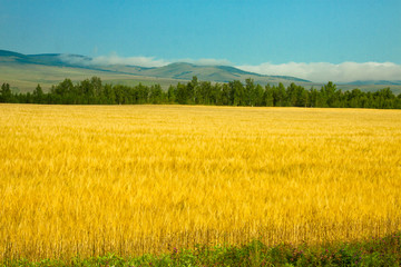 秋季成熟的麦田