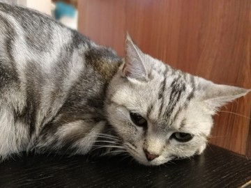 宠物猫