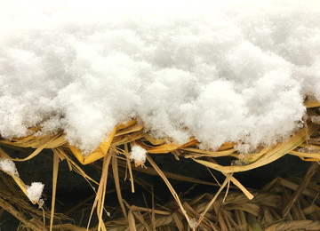 稻草雪