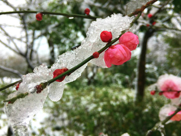 梅花