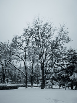 雪中的大树