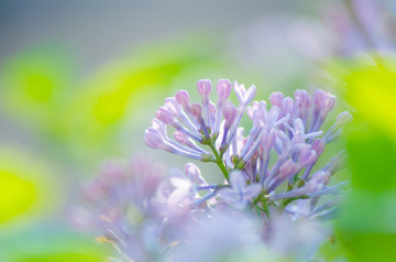 丁香花
