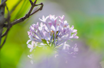 丁香花