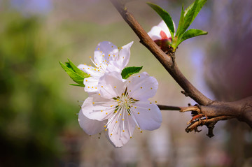 桃花