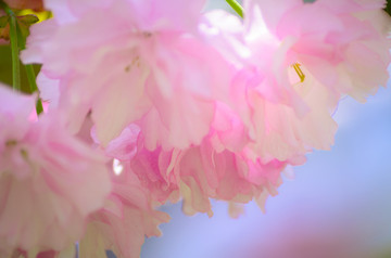 海棠花
