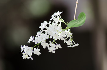 丁香花