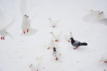 雪地鸽子