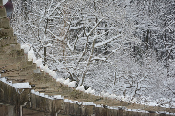 一排鸽子