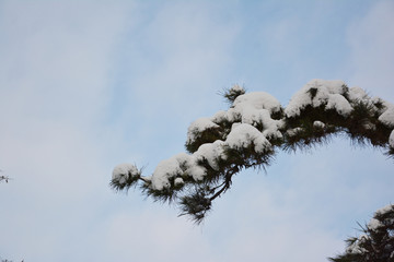 雪压松