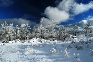 林海雪原雪林