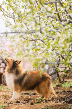 苏格兰牧羊犬