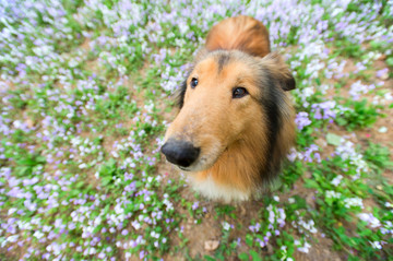 苏格兰牧羊犬