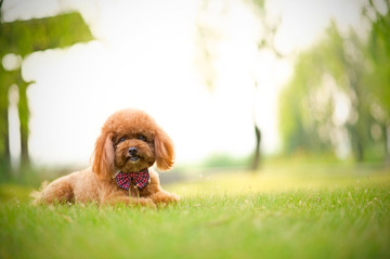 泰迪犬