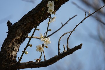 梅花 梅花树