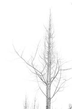 黑白树枝元素