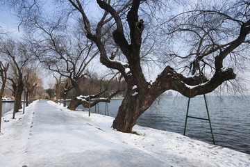 东湖边的树