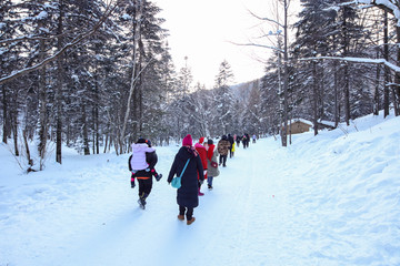 积雪森林 白雪皑皑 树林 积雪