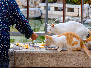 喂流浪猫的老奶奶