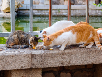 一群流浪猫