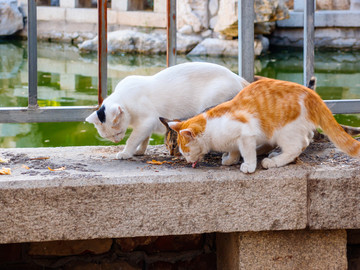 一群流浪猫