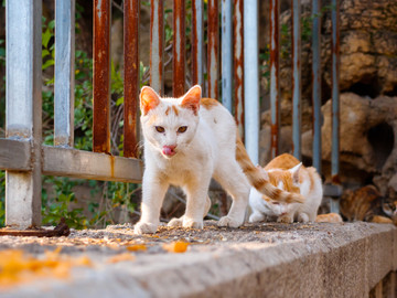 一群流浪猫