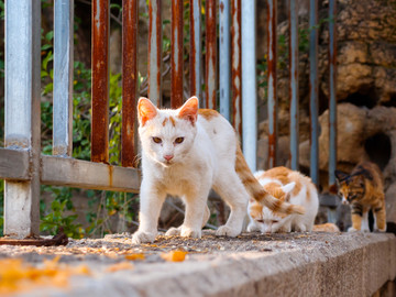 一群流浪猫