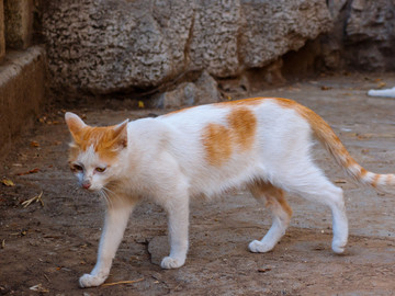 一群流浪猫