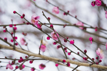 梅花