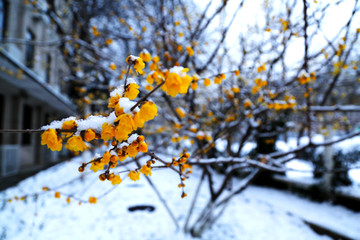 雪中腊梅花