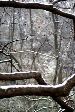 积雪的树枝 树枝 枝干 枝条