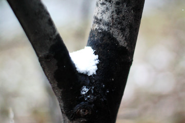 积雪的树枝