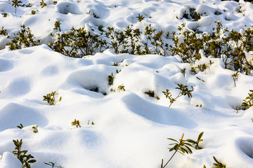 被雪覆盖的灌木