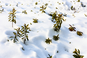 被雪覆盖的灌木