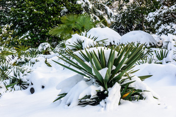 园林雪景