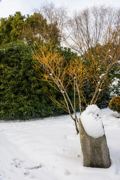 园林雪景