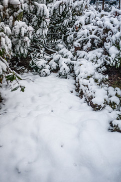 雪景