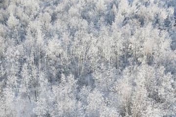 雪域雾凇