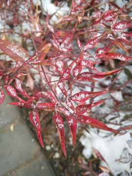 雪中的南天竺